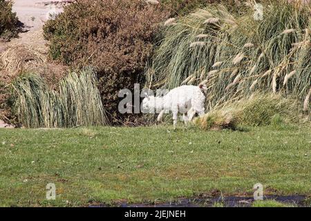 Junger Llama (Lama glama) im Dorf Caspana, Chile. Caspana ist ein chilenisches Dorf, 85 km von Calama entfernt, in der Schlucht, die durch den Fluss geformt wurde Stockfoto