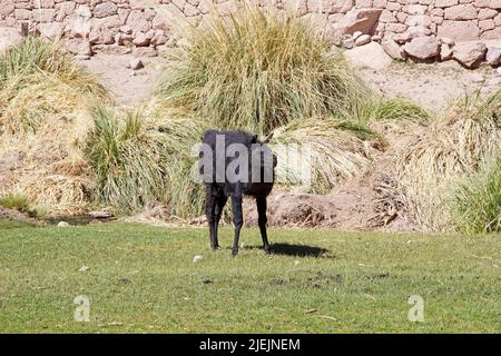 Lama (Lama glama) im Dorf Caspana, Chile. Caspana ist ein chilenisches Dorf, 85 km von Calama entfernt, in der Schlucht, die durch den Fluss geformt wurde Stockfoto