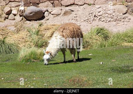 Lamas (Lama glama) im Dorf Caspana, Chile. Caspana ist ein chilenisches Dorf, 85 km von Calama entfernt, in der Schlucht, die vom Fluss geformt wurde und den Namen A teilte Stockfoto