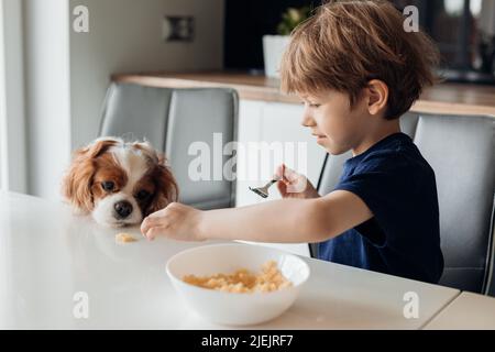 Kleiner Junge, der morgens am Tisch in der modernen Küche saß, frühstückte und niedliche Welpen mit Milch aus der Nähe fütterte. Home Leben der glücklichen Familie Stockfoto