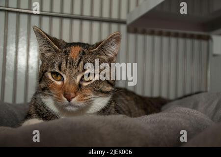 Hauskatze wartet auf Adoption im örtlichen Tierheim Stockfoto