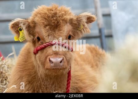 Das niedliche Highland-Kalb setzte sich auf einer Landwirtschaftsmesse in Großbritannien in einen Stall. Stockfoto