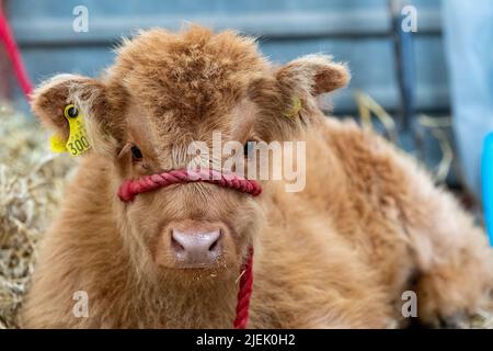 Das niedliche Highland-Kalb setzte sich auf einer Landwirtschaftsmesse in Großbritannien in einen Stall. Stockfoto