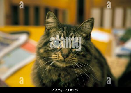 Langhaarige, gestromte katze Stockfoto