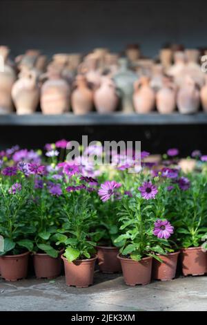 Viele handwerkliche Keramikgefäße und Vasen mit blühenden Pflanzenblumen im Innenbereich, selektiver Fokus Stockfoto