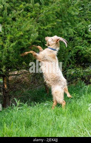 Issaquah, Washington, USA. Eine seltene Erbrasse, Golden Gurnsey billy Goat, die auf Hinterbeinen steht und einen Nadelbaum frisst. Stockfoto