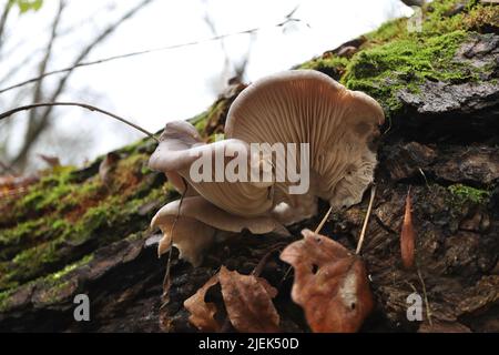 austernpilze im Herbstwald Stockfoto