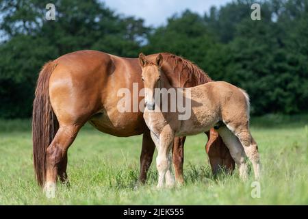 Suffolk Punch Zugpferd, jetzt eine seltene Rasse, mit seinem Fohlen. Somerset, Großbritannien. Stockfoto