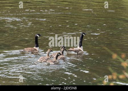 Familie der Kanadagänse Stockfoto