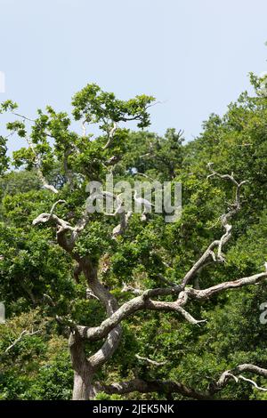 Graureiher in einem Baum Stockfoto