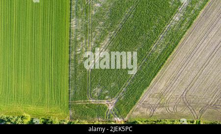 Drohnen Luftaufnahme einer Straße, die zwischen verschiedenen landwirtschaftlichen Feldern in der Gegend von Antwerpen Kempen in Belgien führt. Hochwertige Fotos Stockfoto