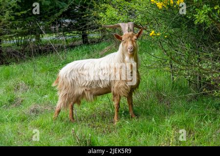 Issaquah, Washington, USA. Porträt einer seltenen Erbrasse, Golden Gurnsey billy Goat, stehend auf einer Wiese Stockfoto