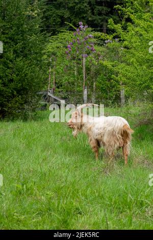 Issaquah, Washington, USA. Porträt einer seltenen Erbrasse, Golden Gurnsey billy Goat, stehend auf einer Wiese Stockfoto