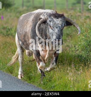 longhorn-Bulle Stockfoto