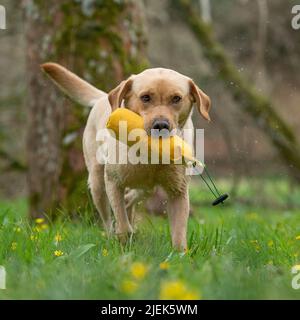 Gelber labrador Retriever wird trainiert Stockfoto