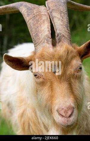 Issaquah, Washington, USA. Gesicht einer seltenen Erbrasse, Golden Gurnsey billy Ziege mit langen Hörnern. Stockfoto