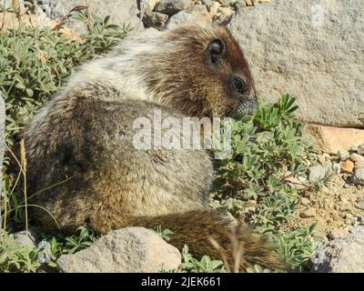 Mount Rainier National Park, Washington, USA. Unter den Lupinen-Wildblumen liegt der Hory Marmot. Stockfoto