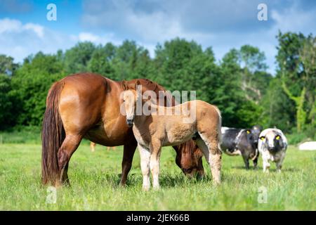 Suffolk Punch Zugpferd, jetzt eine seltene Rasse, mit seinem Fohlen. Somerset, Großbritannien. Stockfoto