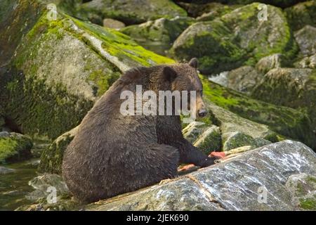 Anan Creek, Alaska, USA. Braunbär mit rosa Lachs bleibt auf Felsen Stockfoto