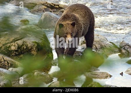 Anan Creek, Alaska, USA. Braunbär steht im Bach, teilweise versteckt durch Blätter Stockfoto