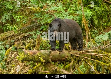 Kake, Alaska, USA. Schwarzer Bär steht auf einem gefallenen Baumstamm. Stockfoto