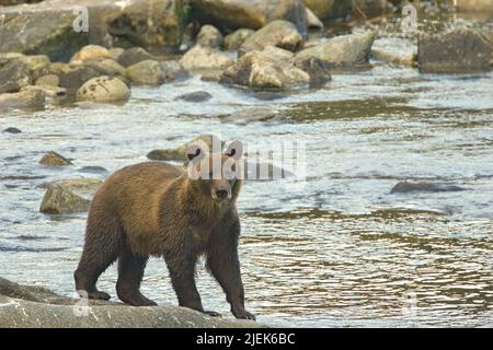 Anan Creek & Bay Area in Alaska, USA. Braunbär läuft am Bach entlang und sucht nach Lachs zum Essen. Stockfoto