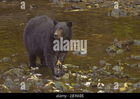 Schwarzbär, der Lachs im Bach in der Nähe der Brüterei isst, mit vielen Teilen toten Lachses, der im Bach in Kake, Alaska, herumliegt Stockfoto