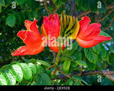 Blüten eines Flamboyant, Flame Tree (Delonix regia), Puerto Rico, Grand Canary, Kanarische Inseln, Spanien, Europa Stockfoto