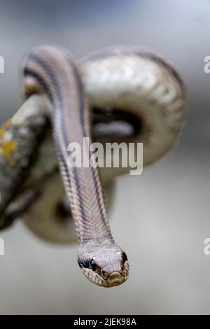 Viersäumige Schlange Stockfoto