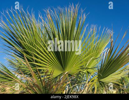 Fächerpalme (Trachycarpus fortunei) Stockfoto