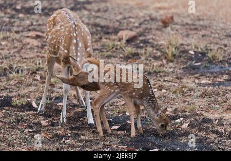 Weibchen gefleckte Hirsche (Achse Achse) Reinigung eines neugeborenen, Hirsch. Tadoba NP, Indien. Stockfoto