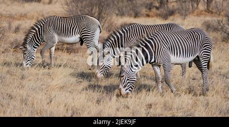 Grevys Zebras (Equus grevyi) grasen im Samburu National Reserve, Kenia. Stockfoto