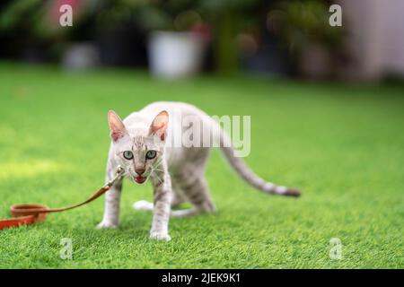 Wütend Katze zischt und bedroht und Blick auf die Kamera im Kunstrasen-Feld. Stockfoto