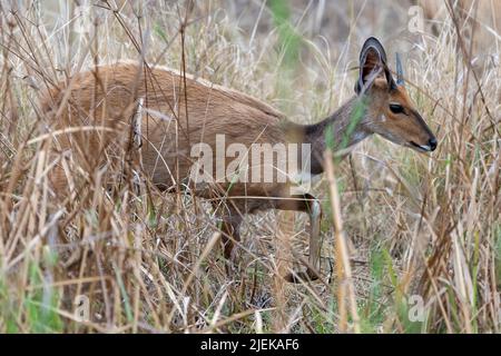 Gewöhnlicher Duiker (Sylvicapra grimmia) aus dem Krüger NP, Südafrika. Stockfoto