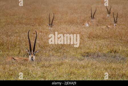 Grants Gazellen (Nanger granti) im langen Gras in Sweetwaters, Kenia. Stockfoto