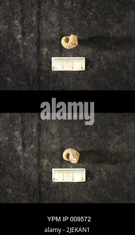 Cyrtolites ornatus Conrad, 1838. Stockfoto