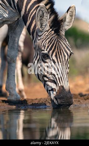 Die Ebene Zebra (Equus quagga) trinken aus einem Wasserloch im Zimanga Private Reserve, Südafrika. Stockfoto