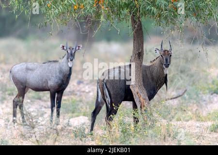 Nilgai (blauer Stier, Boselaphus tragocamelus) aus Deeri, Rajasthan, Indien. Stockfoto