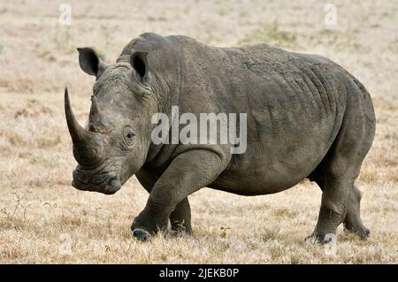 Weiß- oder Vierkantnashorn, Ceratotherium simum. Solio Ranch, Kenia. Stockfoto