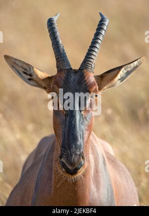 Porträt einer Topi-Antilope (Damaliscus korrigum), fotografiert in Maasai Mara, Kenia. Stockfoto