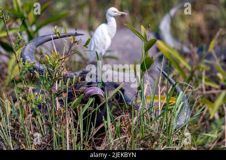 Wildwasserbüffel (Bubalus arnee) füttern im Kaziranga-Nationalpark, Assam, Nordostindien. Stockfoto