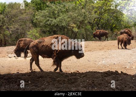 American Bison wissenschaftlicher Name Bison Bison Herde Säugetier stehend mit Hufen und Hörnern in der Sonne auf der Prärie sonnen Stockfoto