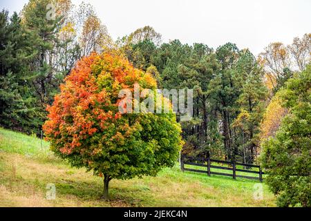 Farbenprächtiger orange-gelb-roter Ahornbaum mit Herbstlaub auf dem Land in Charlottesville, Albemarle County in Virginia, Farm mit Turnins Stockfoto