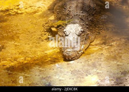 Sumpfkrokodil sein wissenschaftlicher Name crocodylus moreletii Kopf des Reptils, das aus dem Wasser hervortritt und seine scharfen Zähne und raue Haut zeigt Stockfoto