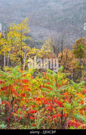 Staghorn-Sumac-Pflanzenbaum im Vordergrund mit bunten roten Laubblättern im Herbst auf dem Blue Ridge parkway appalachian Mountains Stockfoto