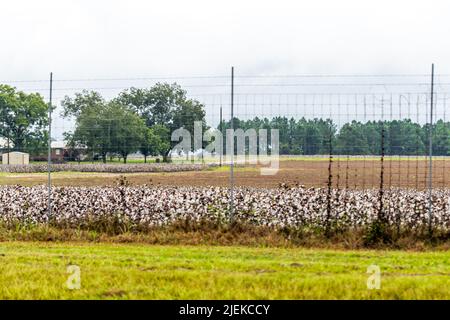 Landschaftsansicht im Herbst von Georgia, USA Landschaft mit braunem Feld von vielen Baumwollpflanzen Landwirtschaft durch Häuser in der Nähe der Unadilla Bereich mit Zaun Stockfoto