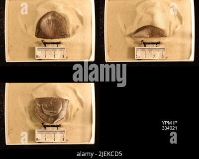 Rafinesquina deltoidea (Conrad, 1839). Stockfoto