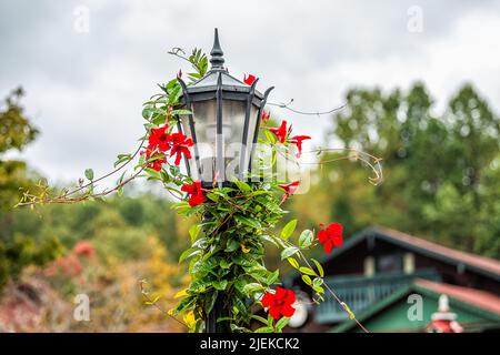 Bayrisches Dorf Helen, Georgia traditionelle Architektur Gebäude Haus im Hintergrund mit Lampenpfosten und brasilianischen Jasmin rote Blume Dekorationen ein Stockfoto