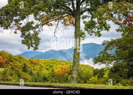 Blick aus der Nähe von Richland Balsam über den Blue Ridge Appalachian Mountains parkway in North Carolina mit seinem farbenprächtigen Laub und dem Laub Stockfoto