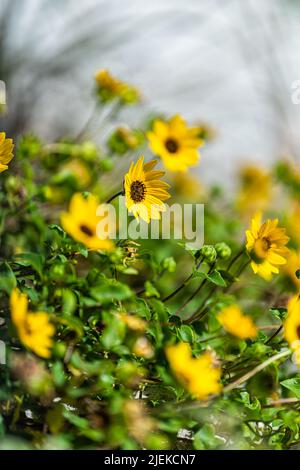 Yellow Beach Sonnenblumen Pflanzen am River to Sea Preserve in Marineland im Norden Floridas von St. Augustine an sonnigen Tag mit Bokeh Hintergrund seichte Tiefe Stockfoto